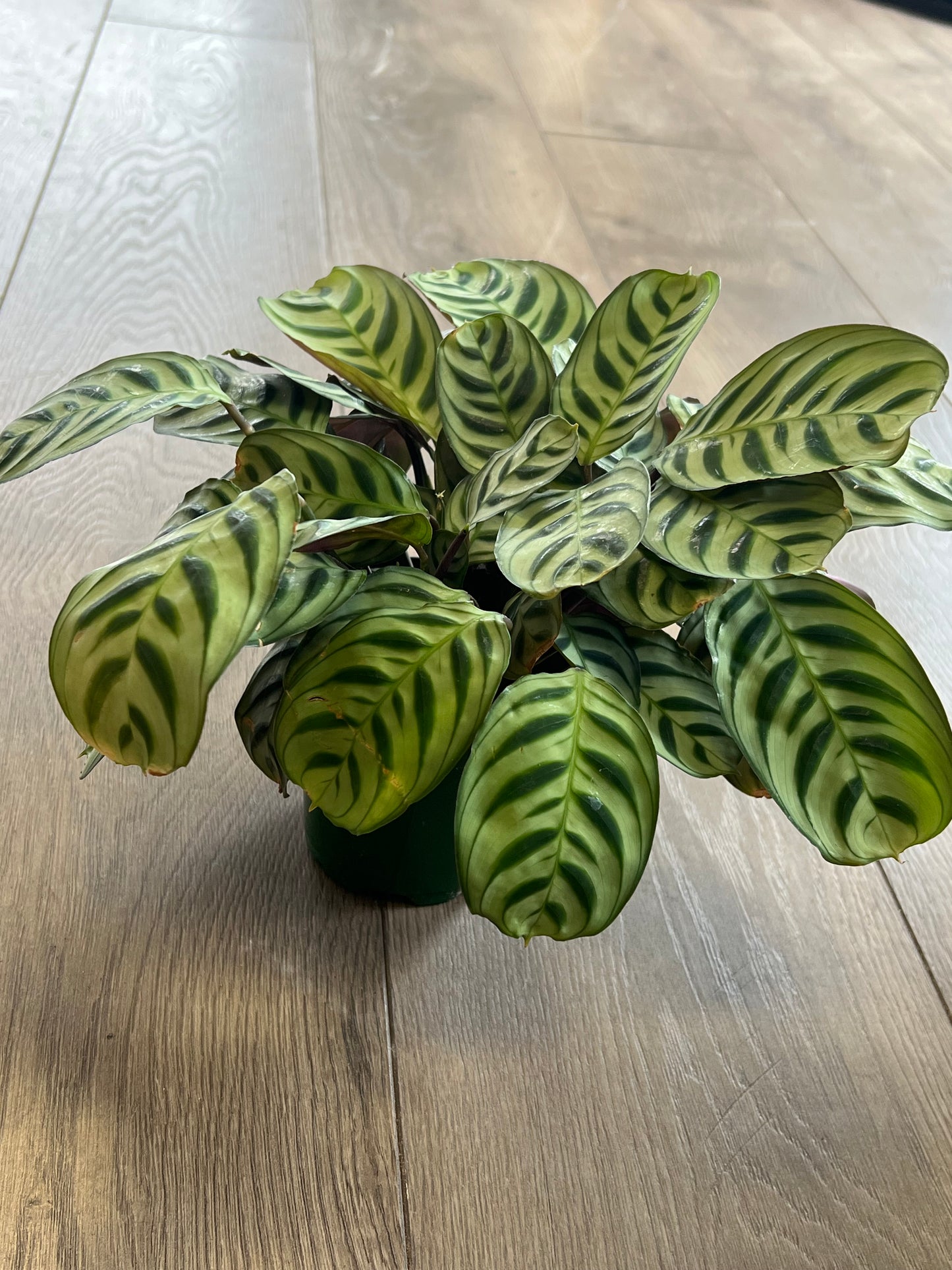 Ctenanthe ‘Burle Marxii’