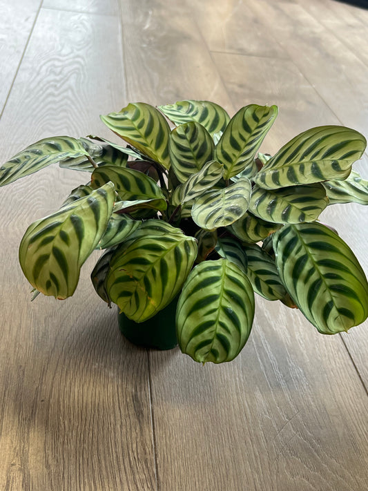 Ctenanthe ‘Burle Marxii’