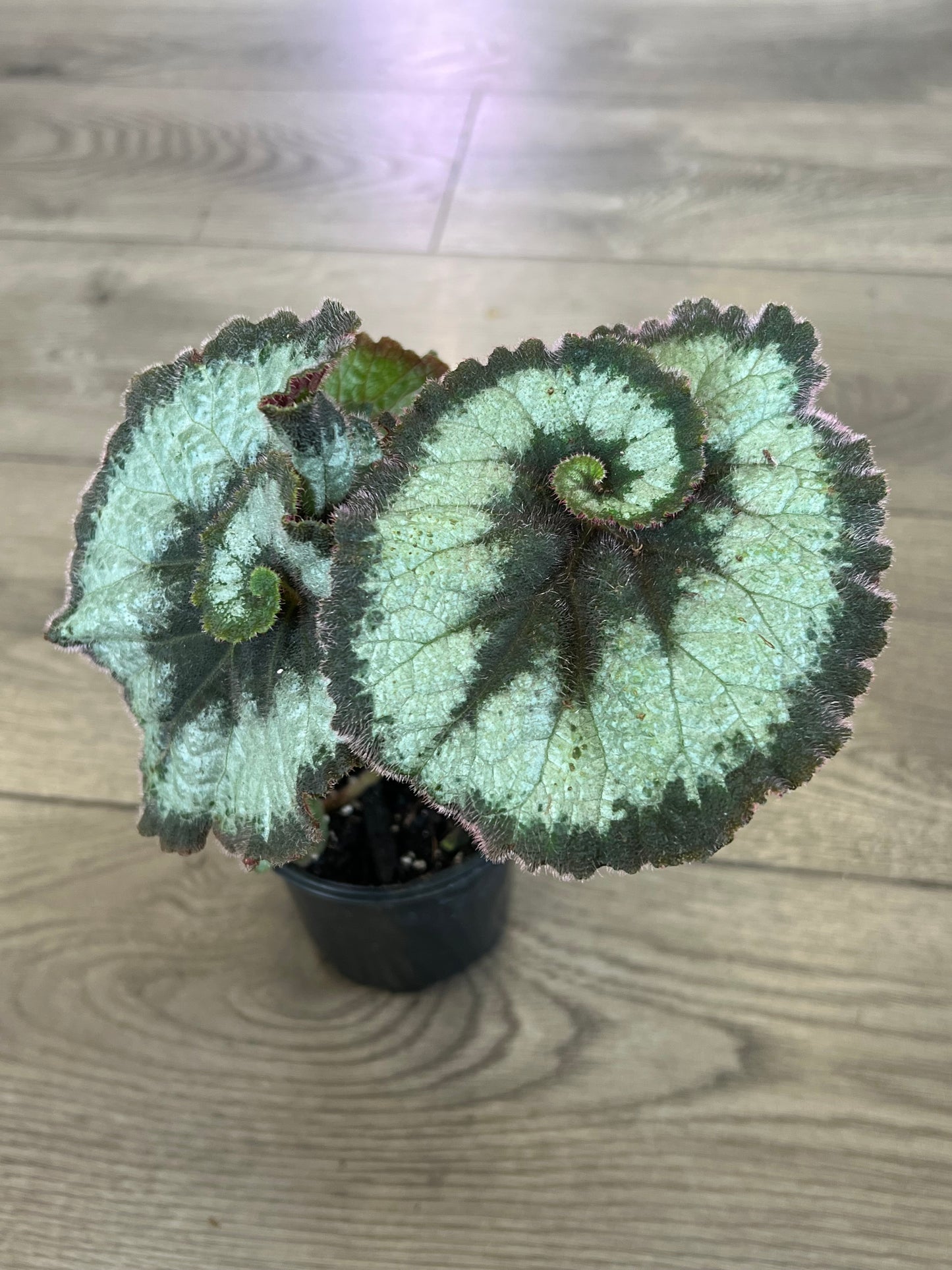 Begonia Rex 'Escargot'