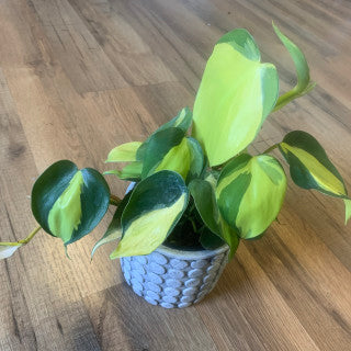 Philodendron cordatum 'Brasil'