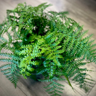 Asplenium Parvati 'Mother fern'