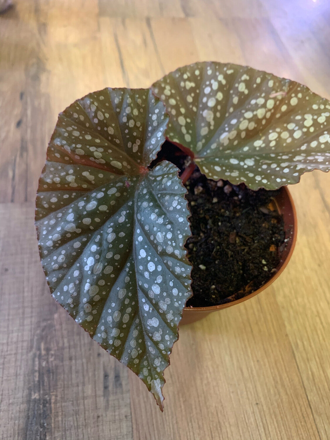Angel wing Begonia 'Lucerna'