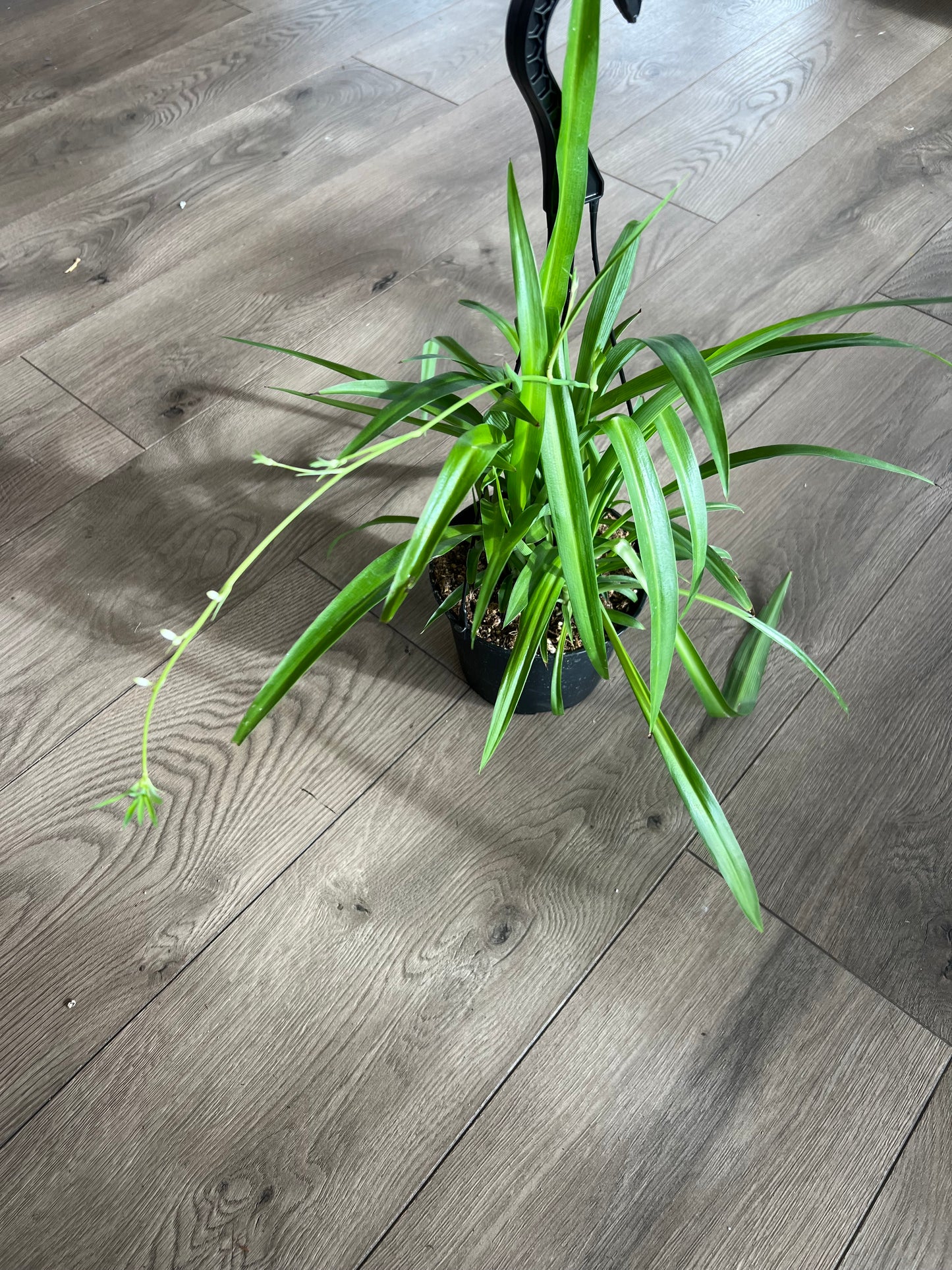 Chlorophytum comosum 'Spider Plant'