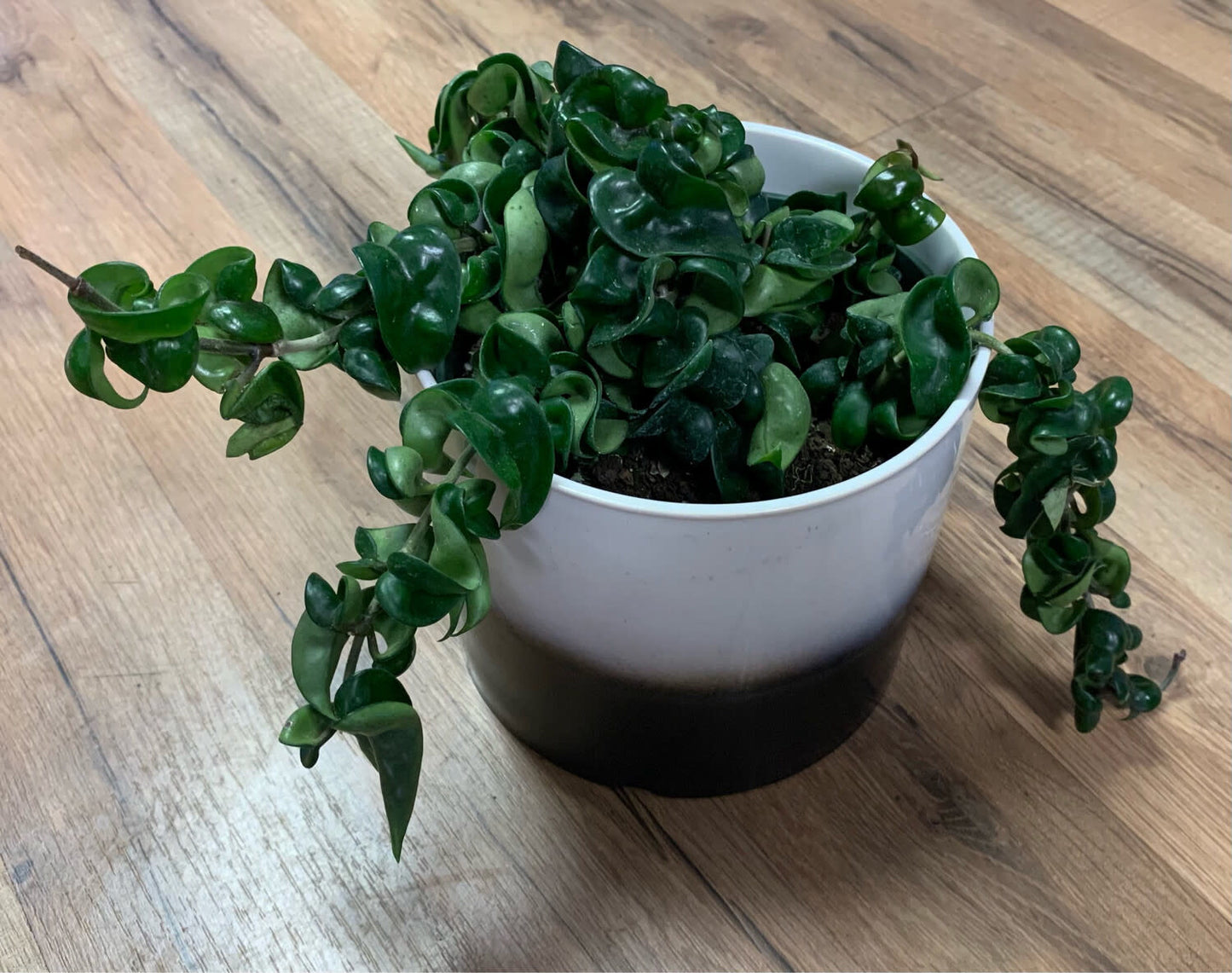 Hoya 'Compacta rope'