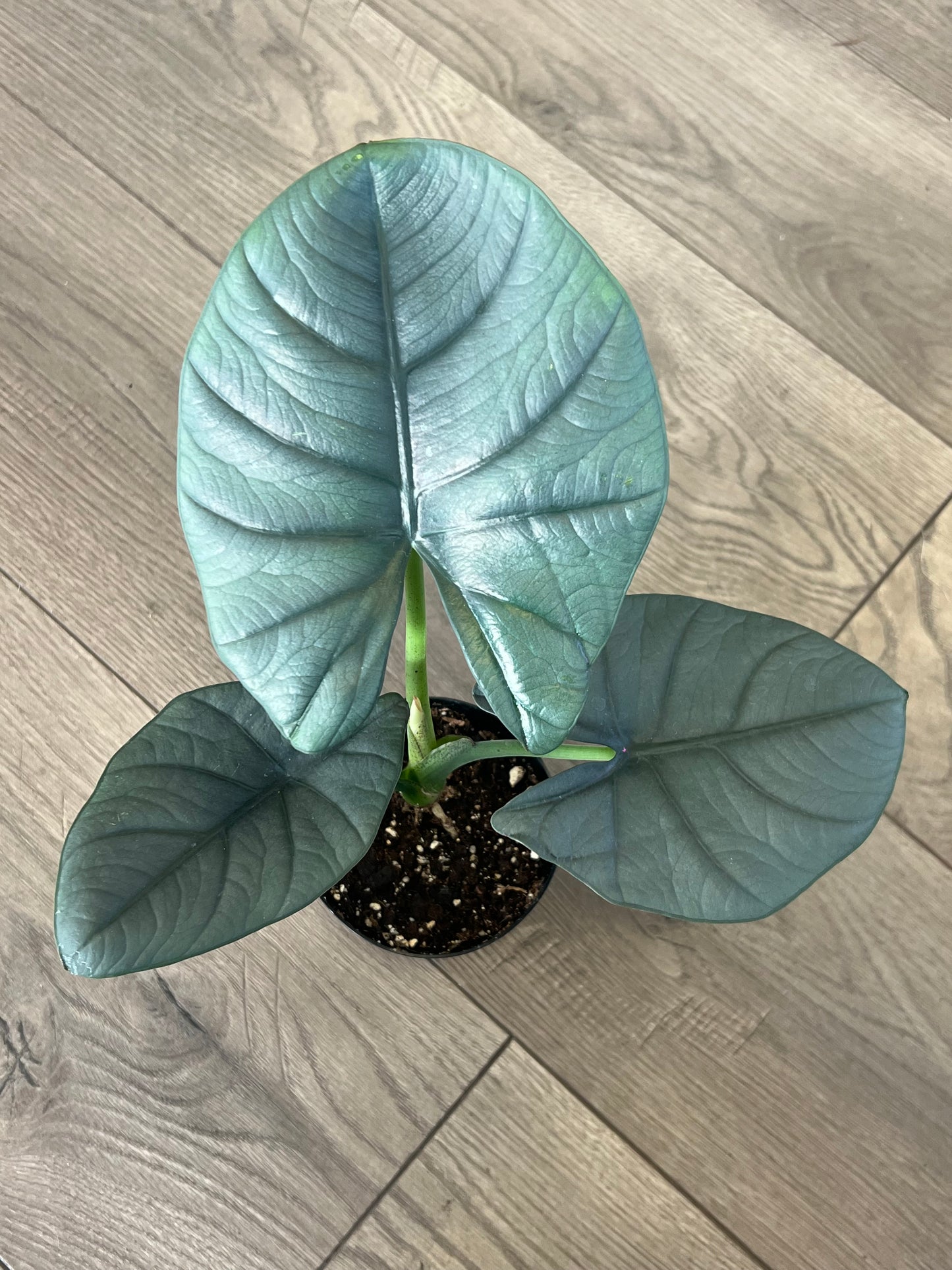 Alocasia 'Nebula'