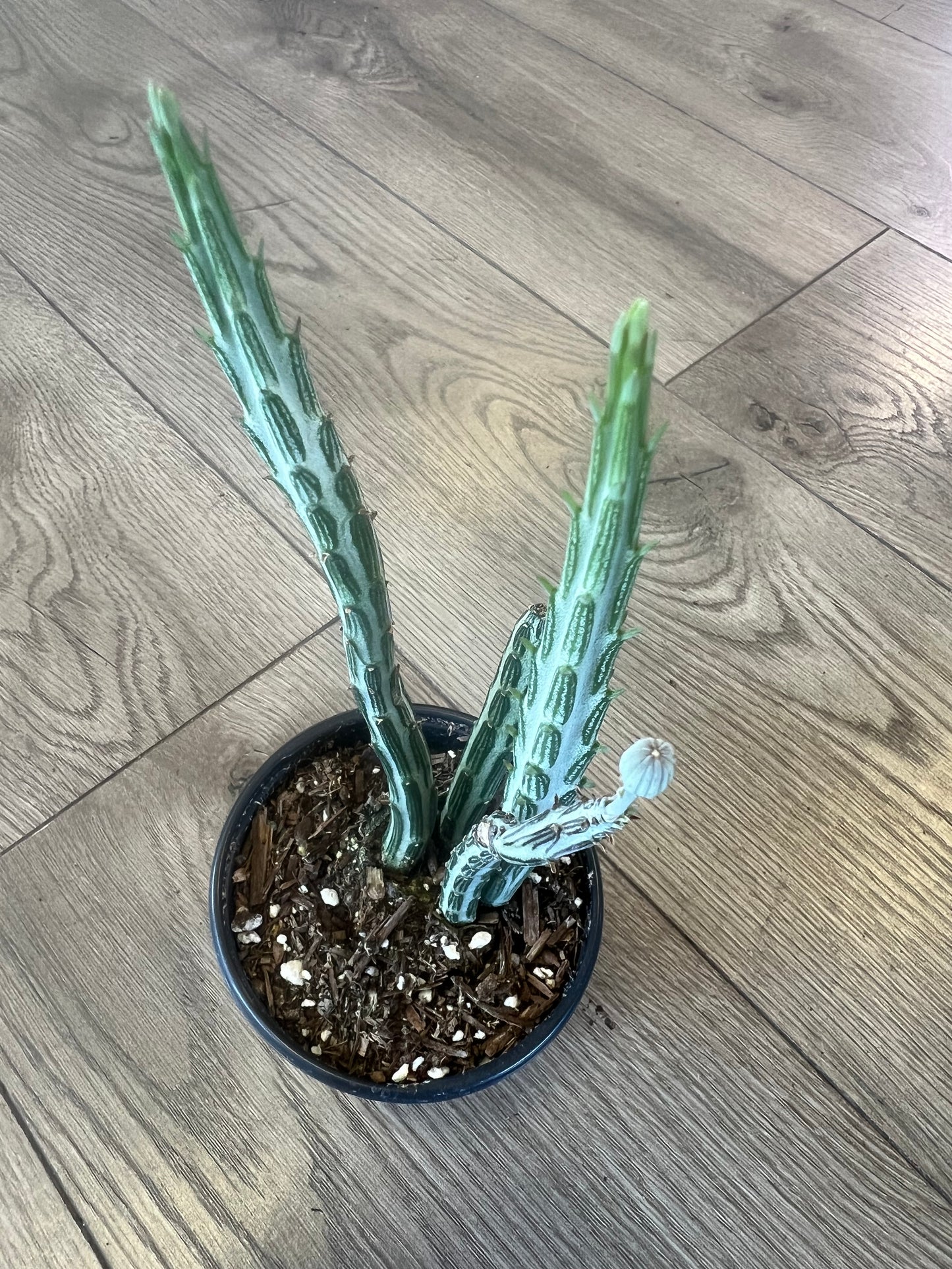 Scenecio stapeliiformis 'Pickle Plant'