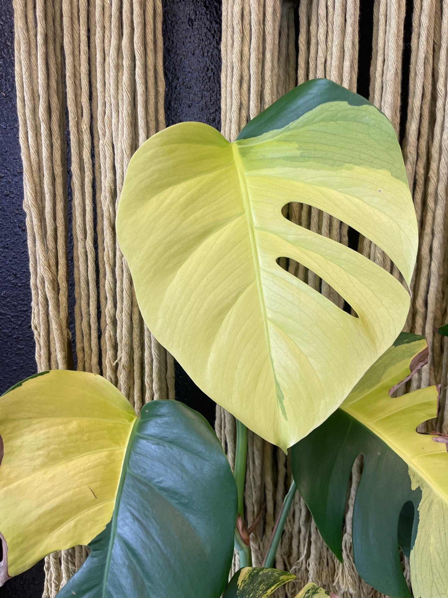 Monstera deliciosa aurea