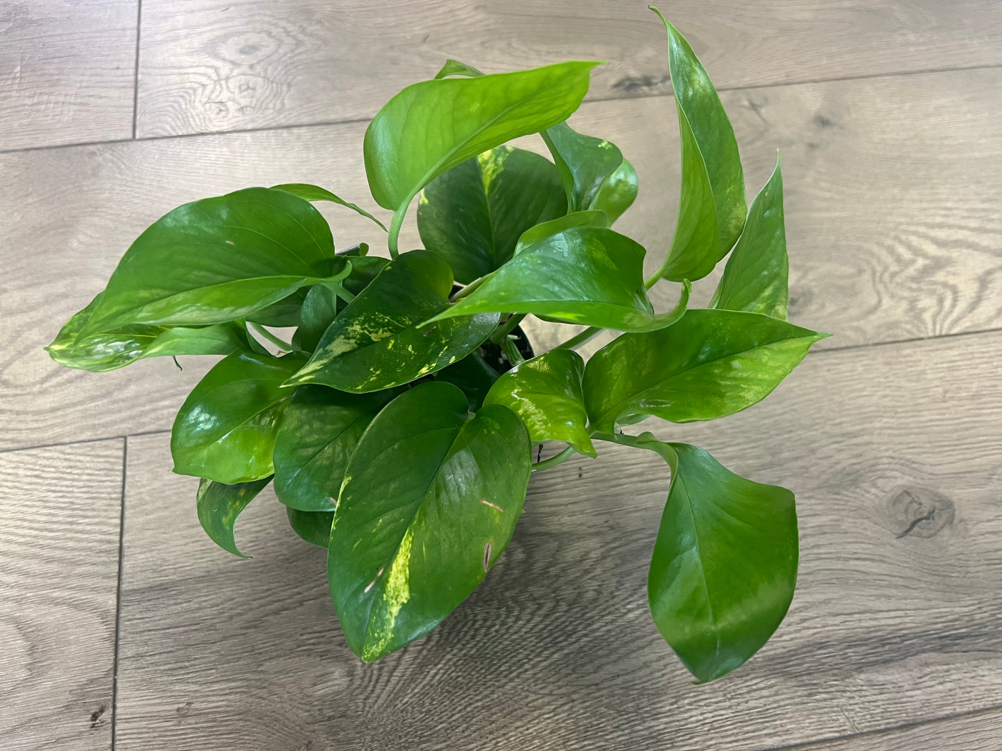 Epipremnum aureum 'Golden Pothos'