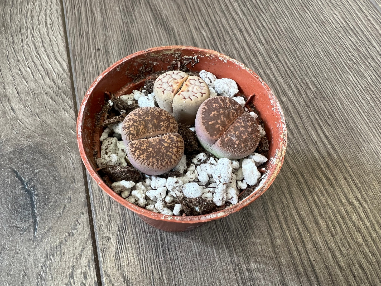 Lithops 'Living stone'