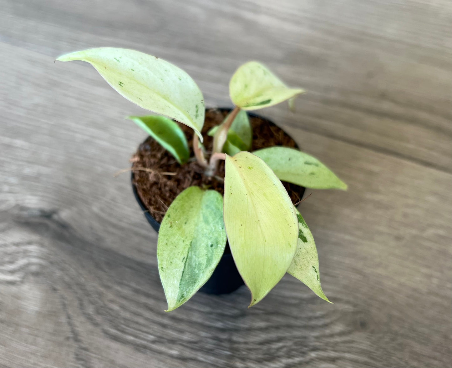 Philodendron 'Snowdrift