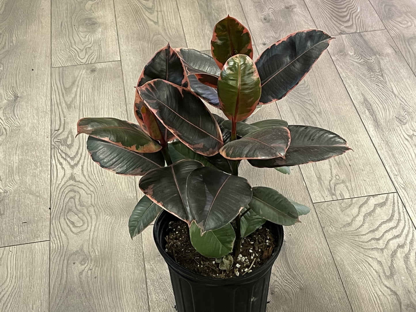 Ficus elastica 'Ruby Rubber tree'