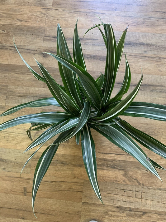 Dracaena 'White Bird'