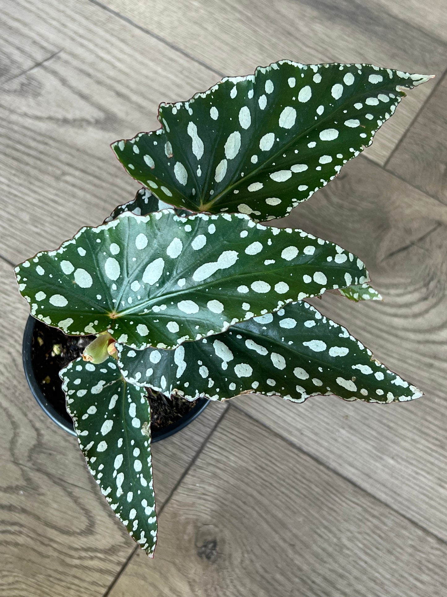 Angel Wing Begonia 'Maculata Famingo Queen'