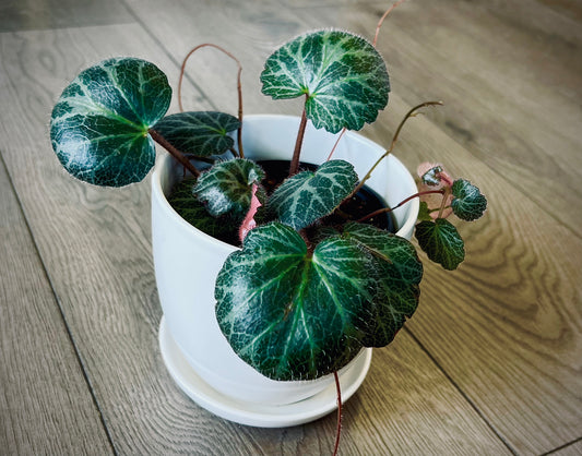 Saxifraga stolonifera 'Strawberry Begonia'