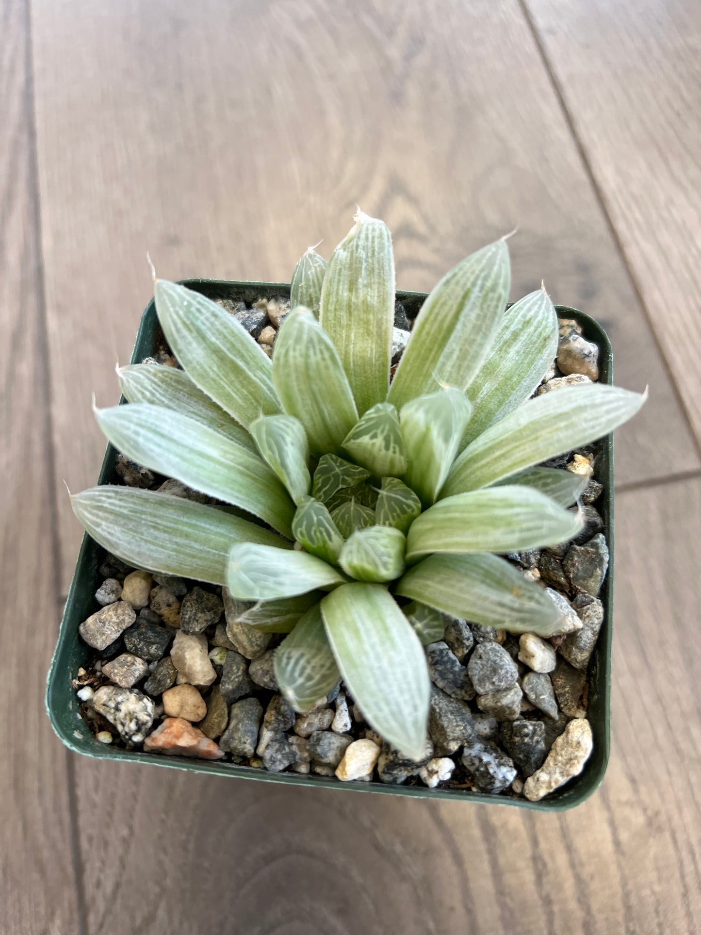 Haworthia retusa 'White Ghost'