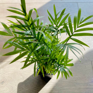 Chamaedorea elegans neanthe 'Bella Palm'