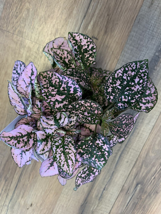 Hypoestes phyllostachya 'Pink Polka dot Plant'