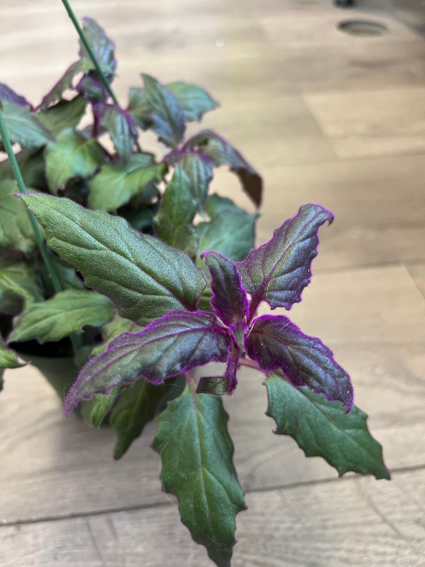 Gynura aurantiaca 'Purple Passion'