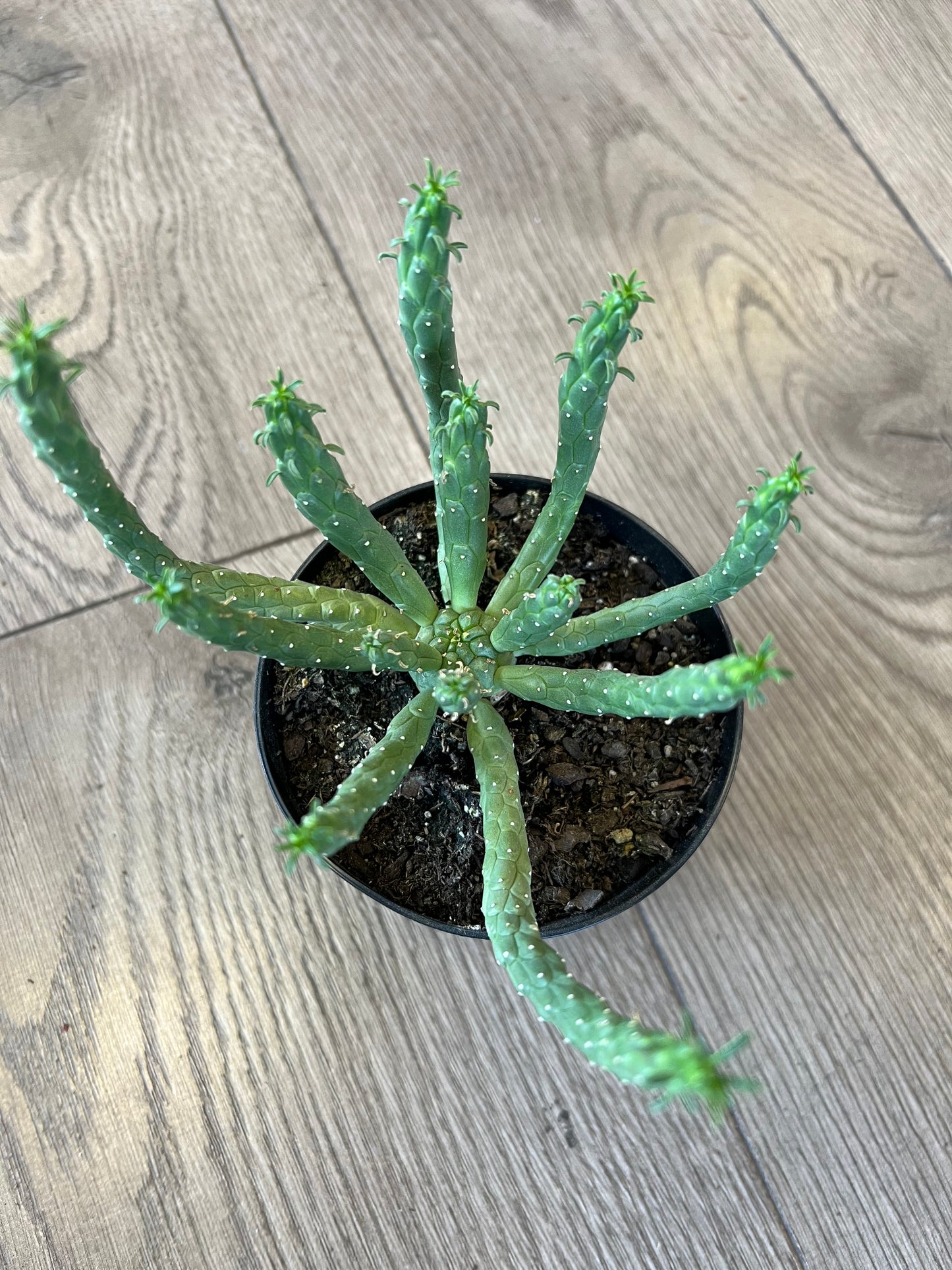 Euphorbia flanaganii 'Medusa's Head