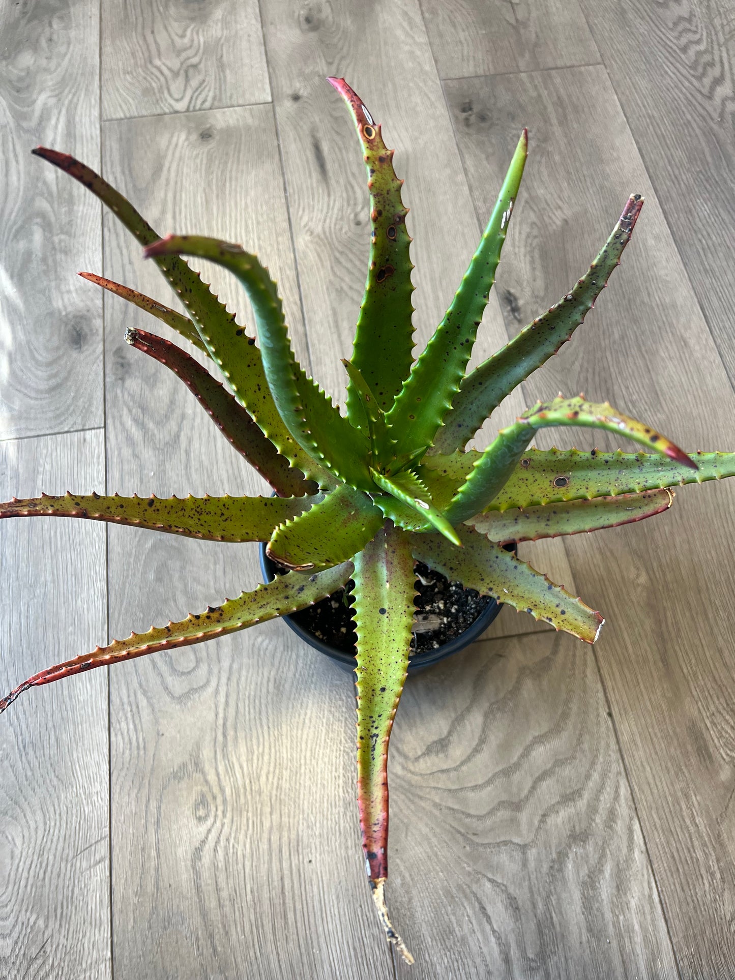 Aloe cameromii