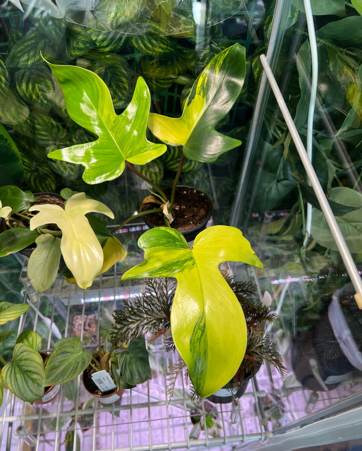 Philodendron 'Florida Beauty'