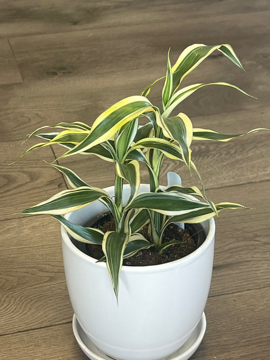 Dracaena sanderiana 'Ribbon Plant' Lucky Bamboo
