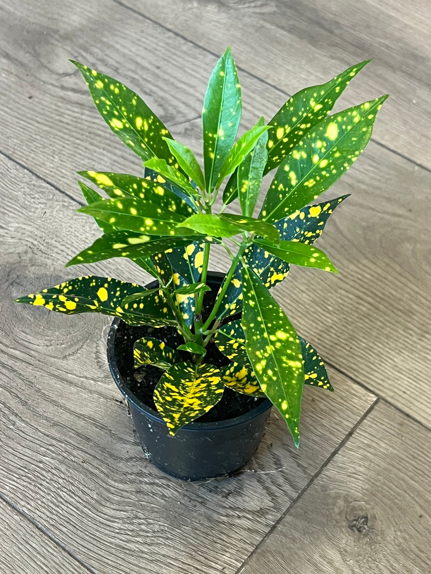 Croton 'Gold Dust'