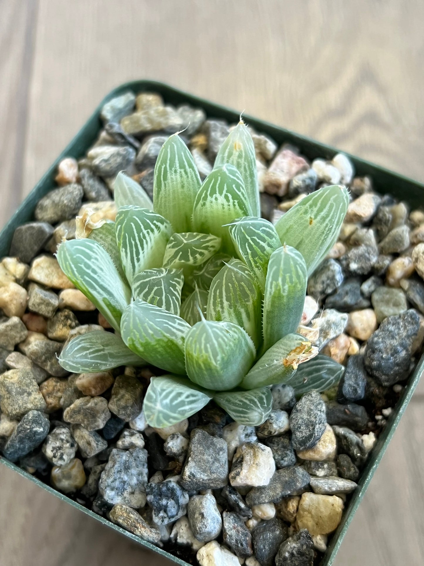 Haworthia retusa 'White Ghost'