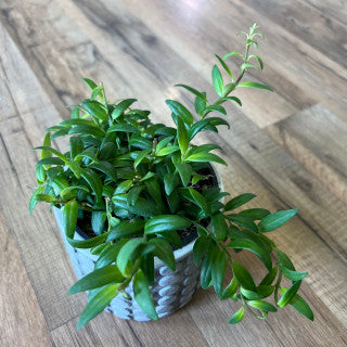 Aeschynanthus 'japhrolepsis lipstick'