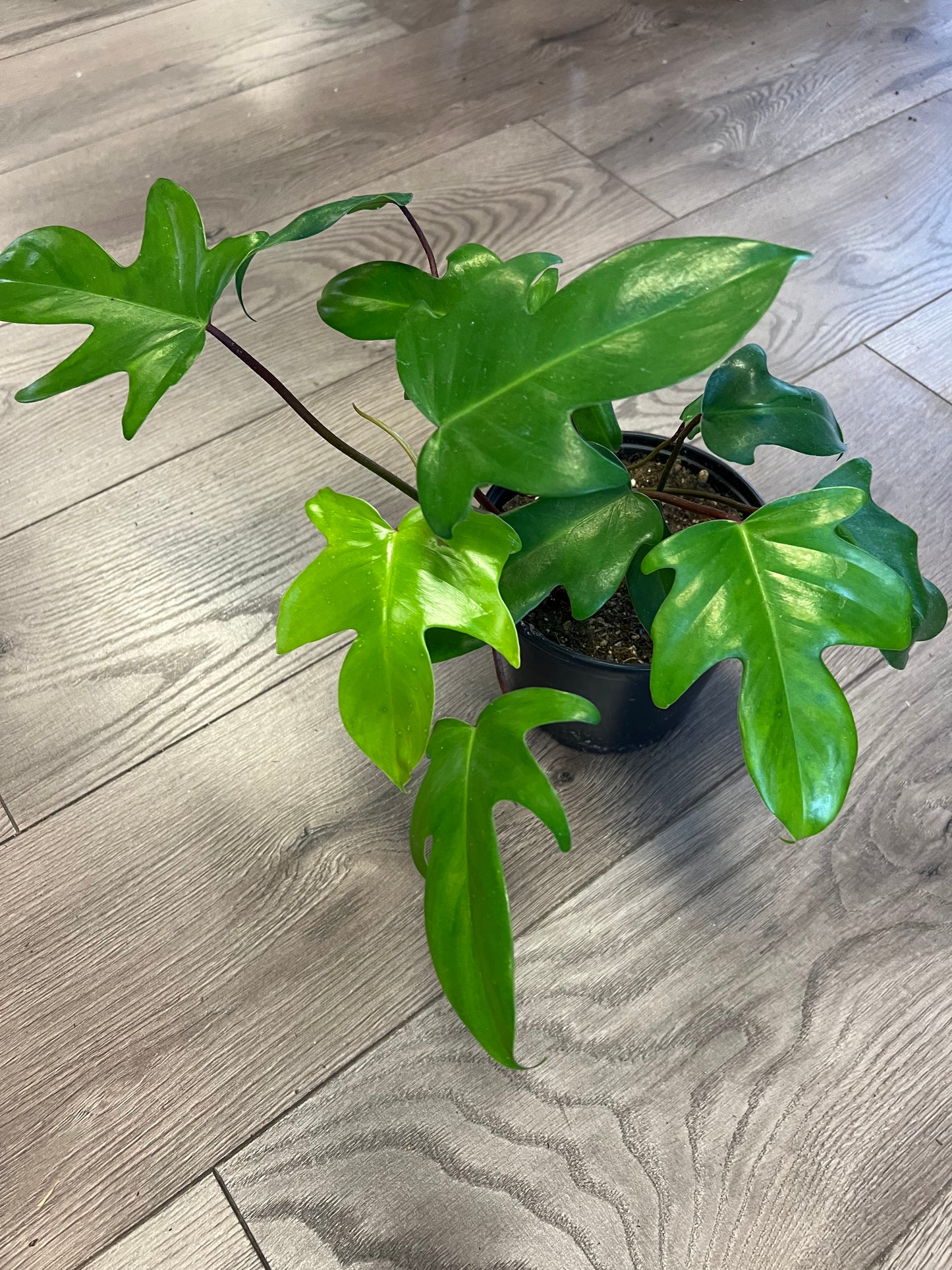 Philodendron 'Florida Green'