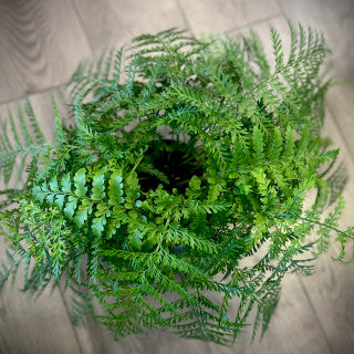 Asplenium Parvati 'Mother fern'
