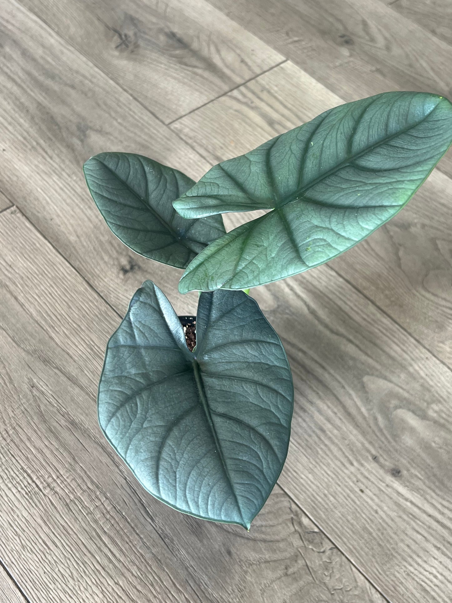 Alocasia 'Nebula'