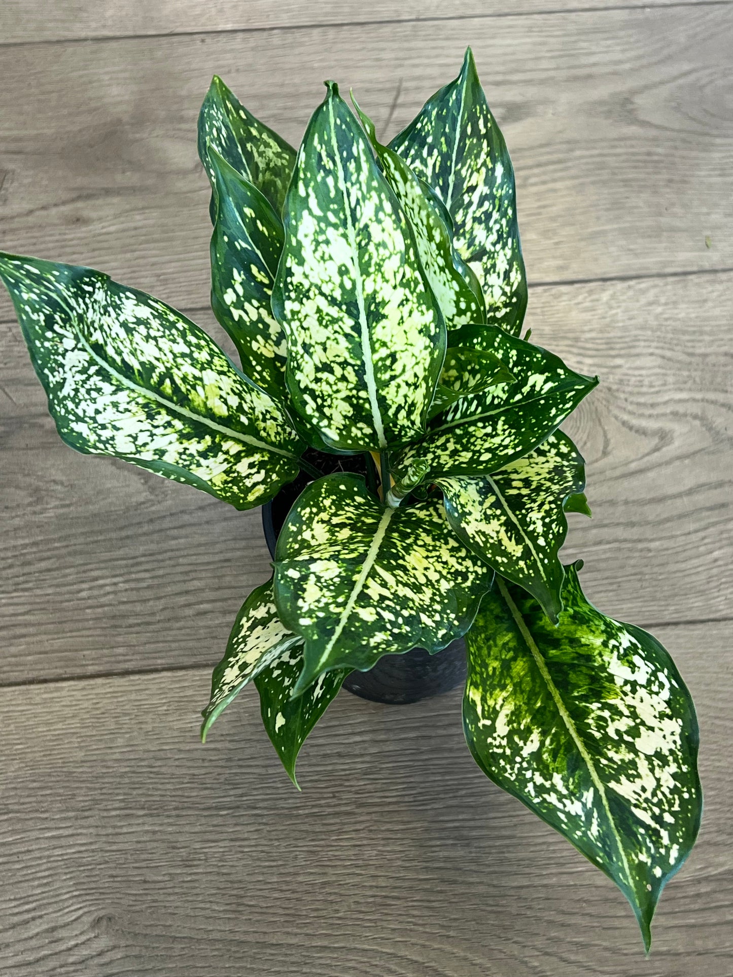 Aglaonema 'Spring Snow'