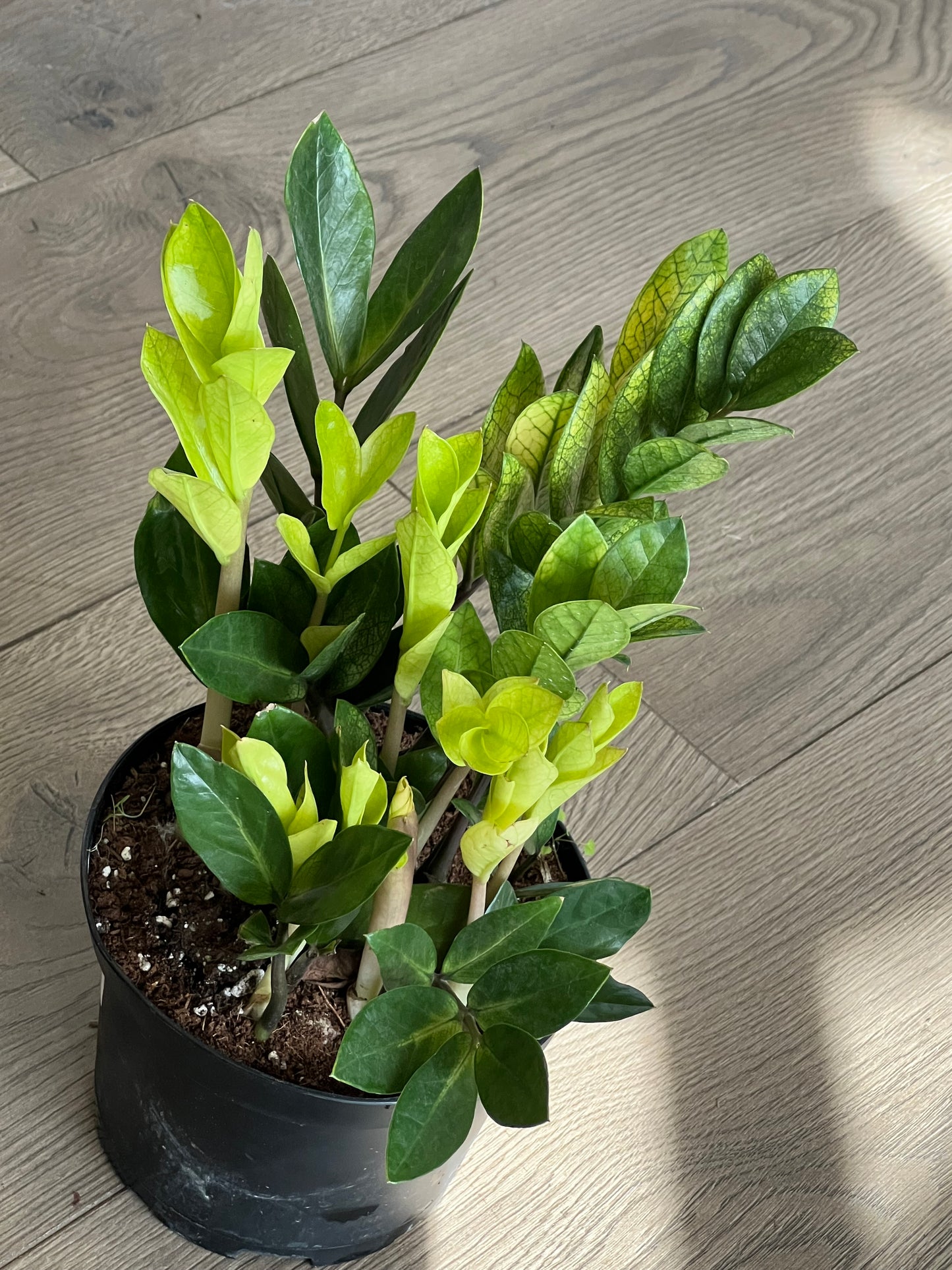 Zamioculcas zamiifolia 'Chameleon ZZ'