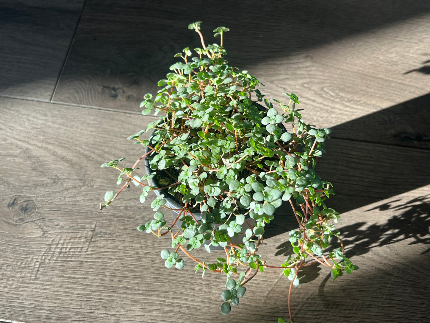 Pilea 'Silver Sparkle'