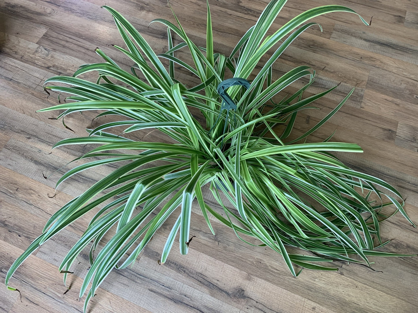 Chlorophytum comosum 'Variegated Spider Plant'