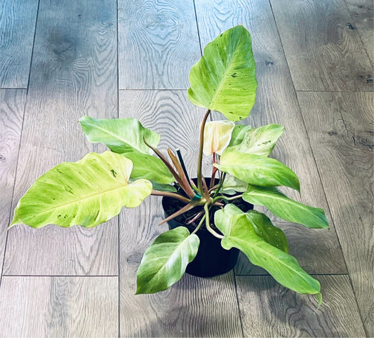 Philodendron 'Snowdrift