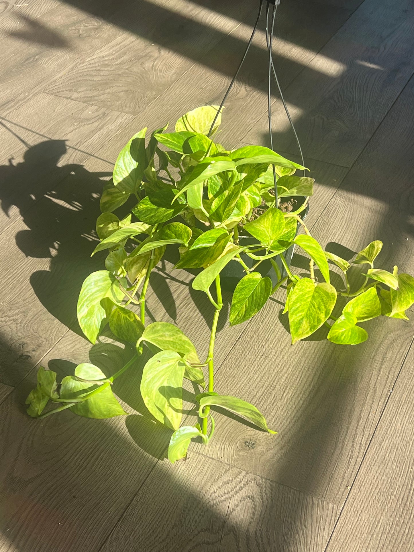 Epipremnum aur. 'Sunshine Goddess Pothos'