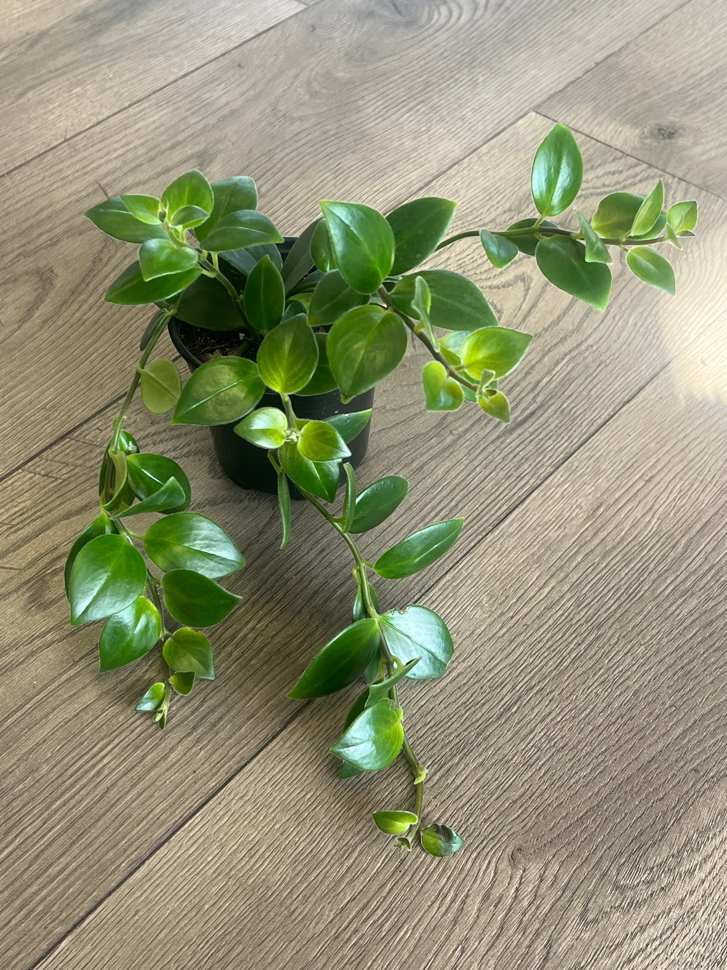 Aeschynanthus obconicus 'Mona Lisa Lipstick'