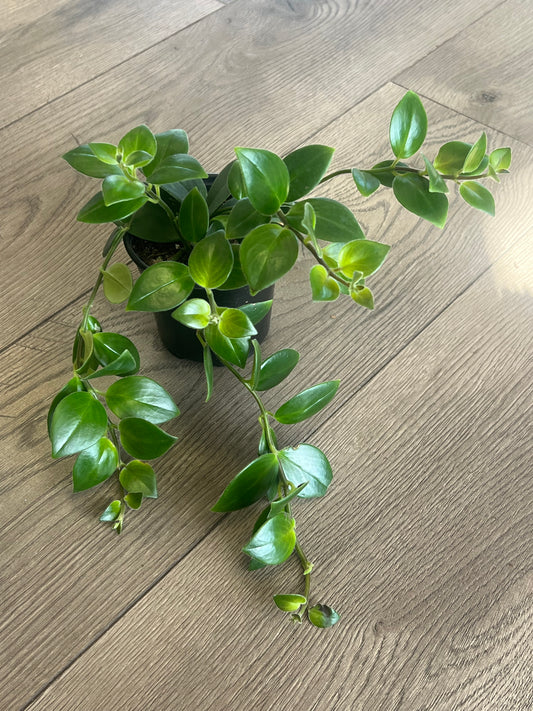 Aeschynanthus obconicus 'Mona Lisa Lipstick'