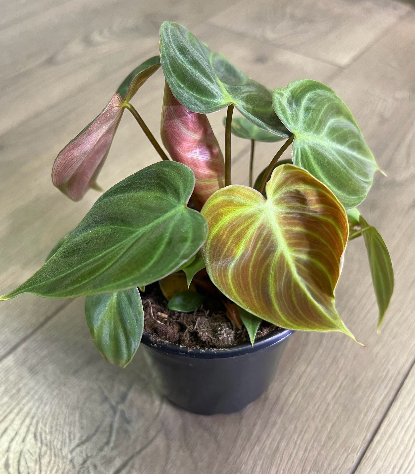 Philodendron rubri 'El Choco Red'