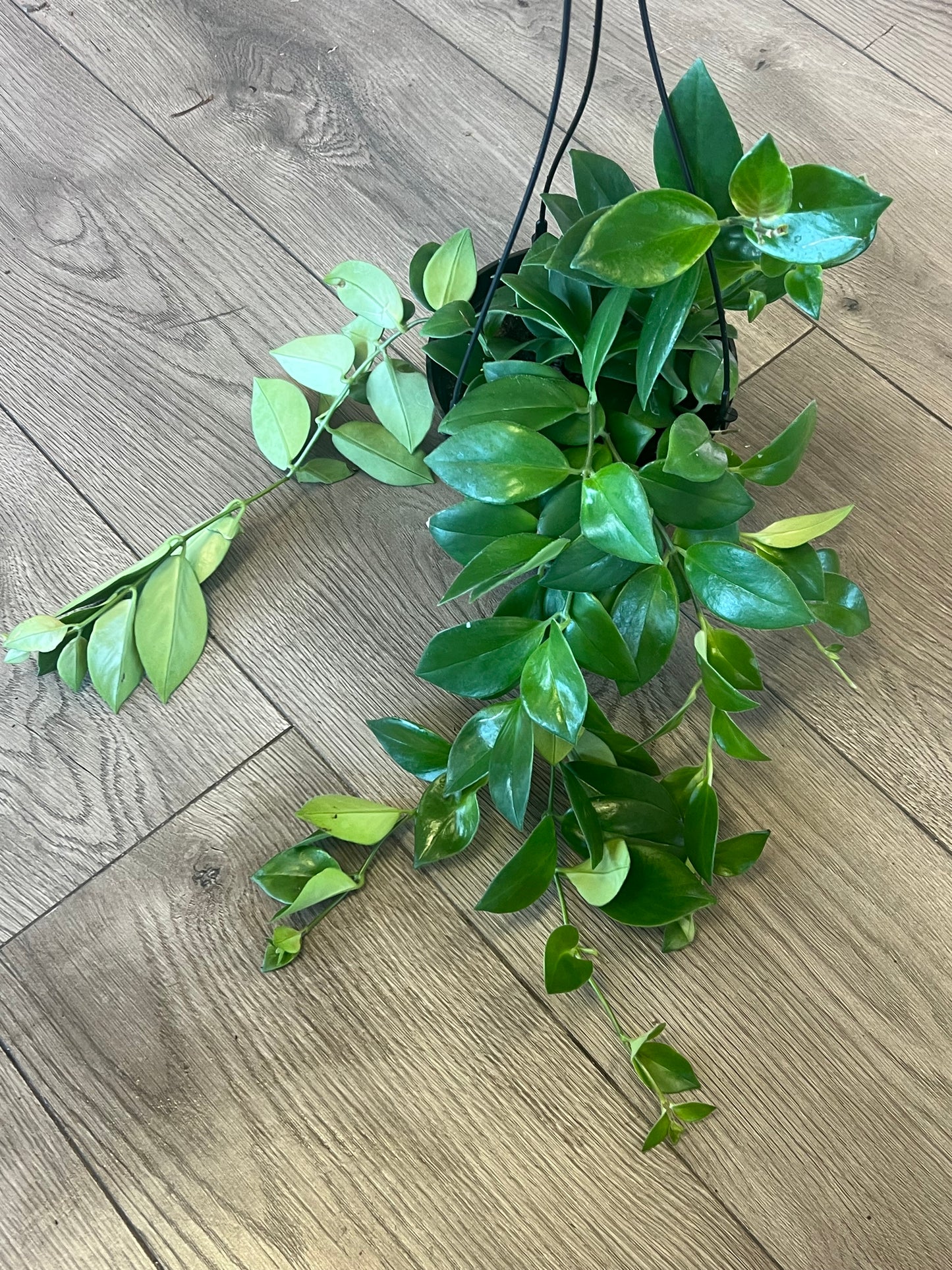 Aeschynanthus obconicus 'Mona Lisa Lipstick'