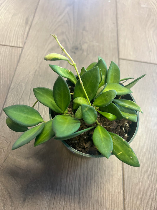 Hoya 'DS 70 Variegated'