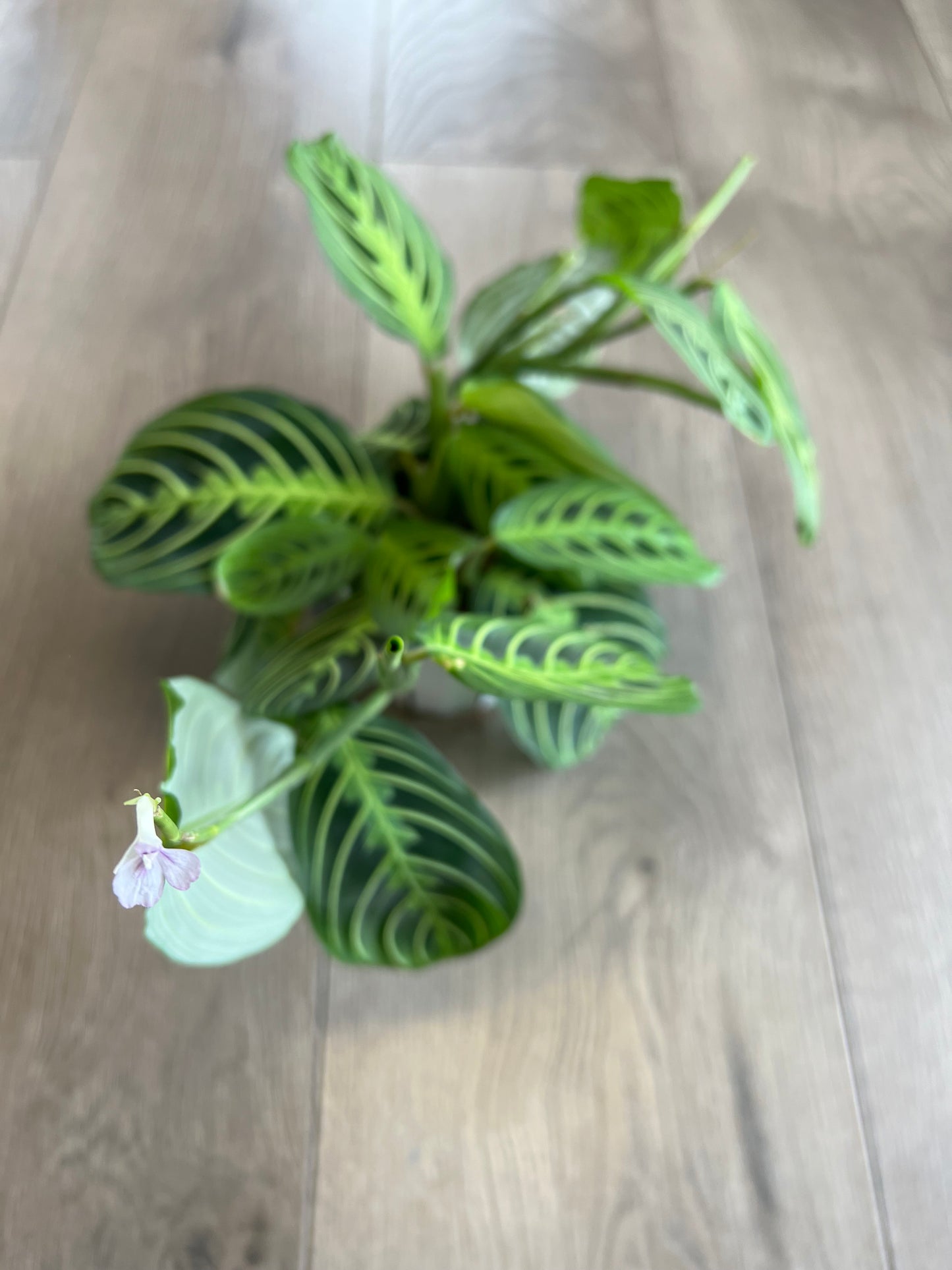 Maranta 'Prayer Plant Green'