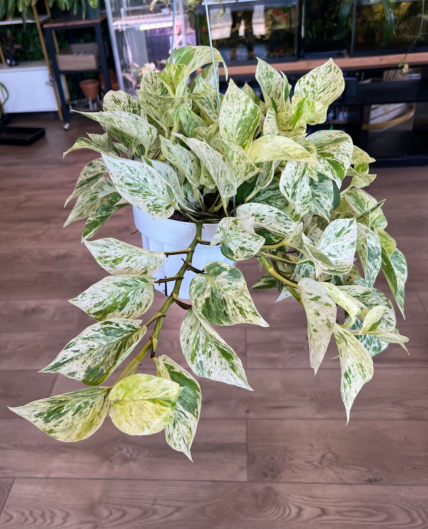 Epipremnum aureum 'Snow Queen Pothos'