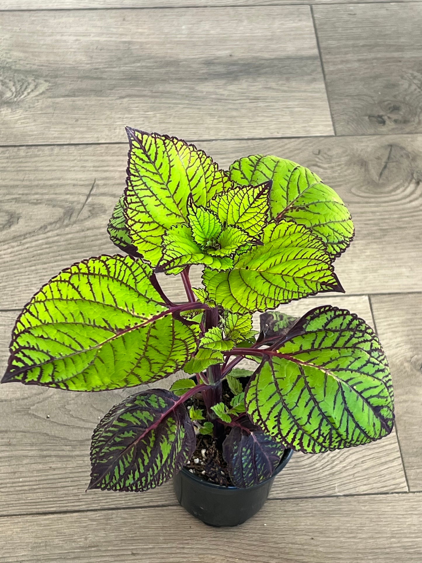 Coleus 'Fishnet Stockings'