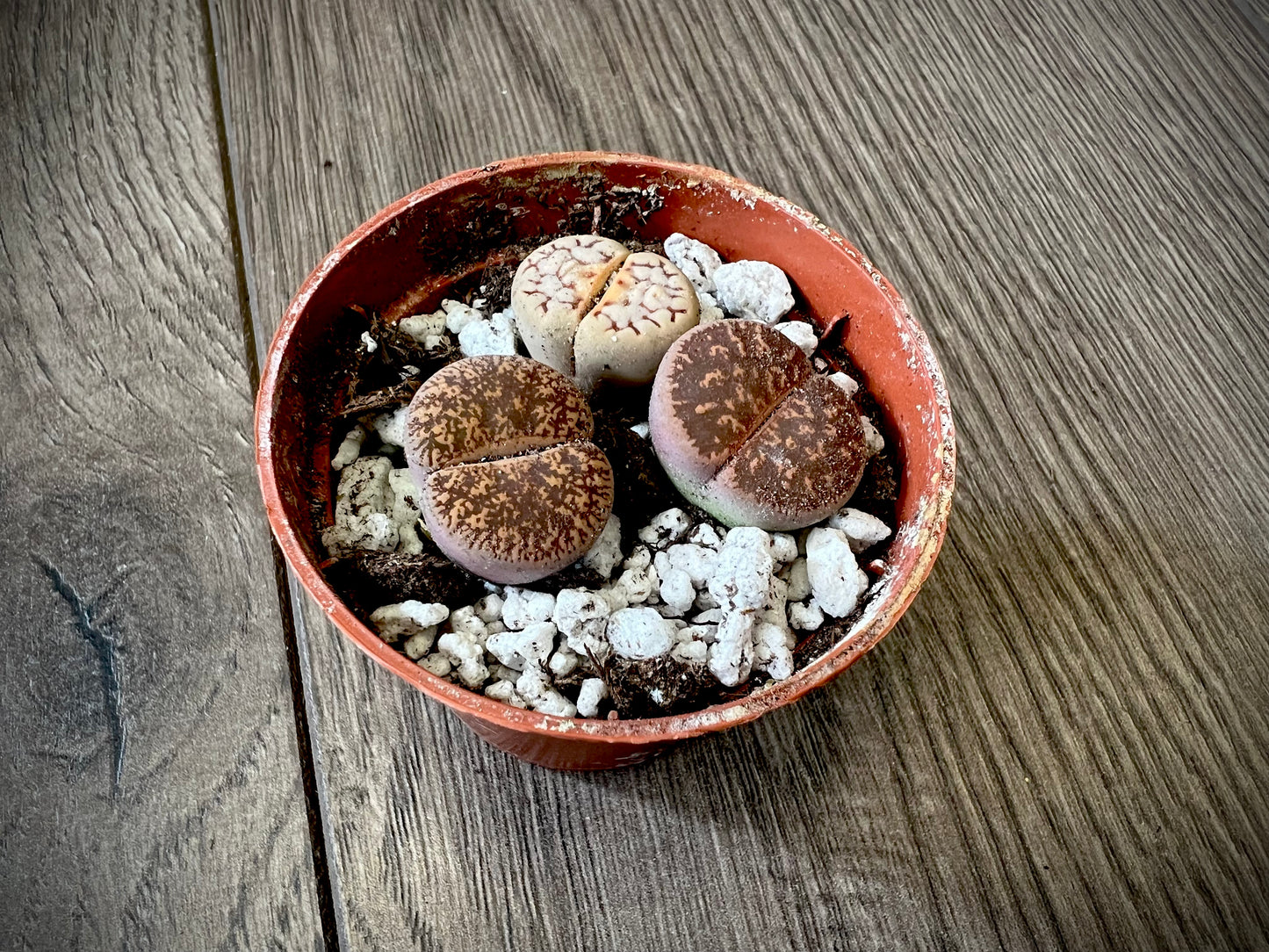 Lithops 'Living stone'