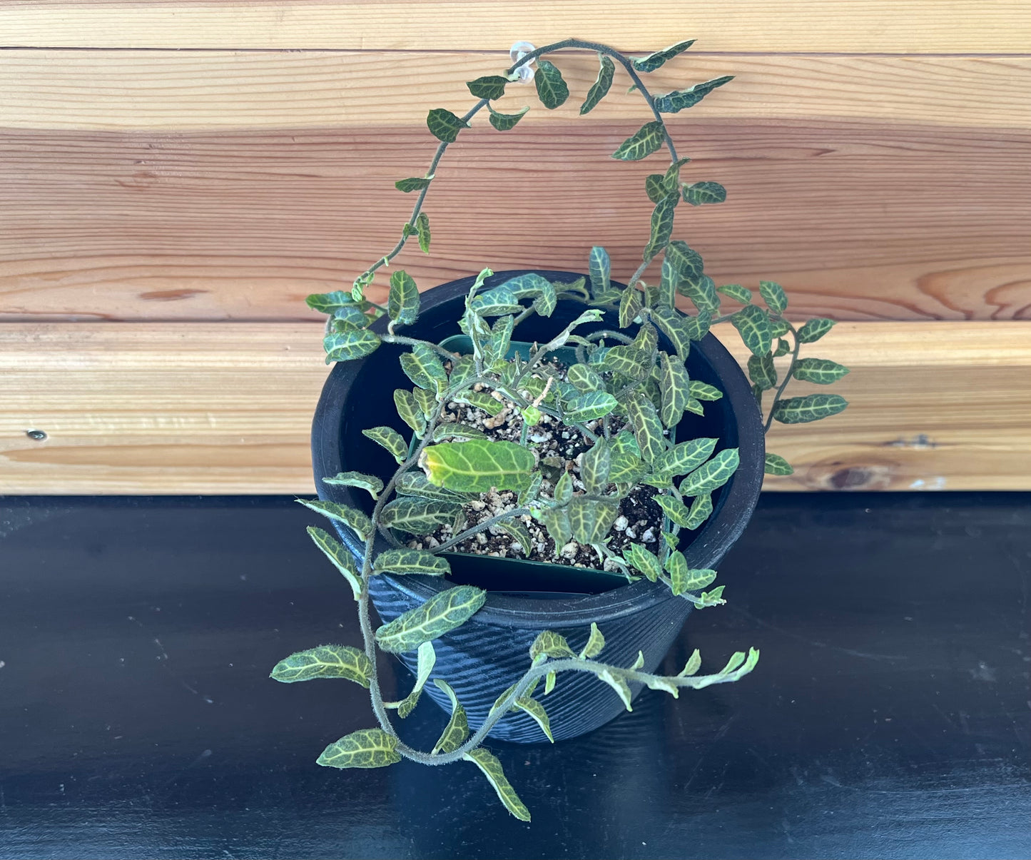 Solanum evolvlifolium