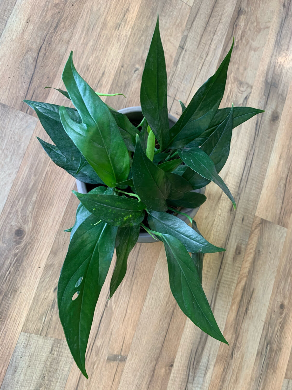 Epipremnum Pinnatum 'Baltic Blue'