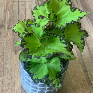 Begonia Rex 'River Nile'